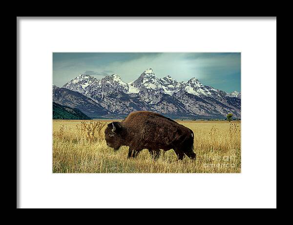 Dave Welling Framed Print featuring the photograph Adult Bison Bison Bison Wild Wyoming by Dave Welling