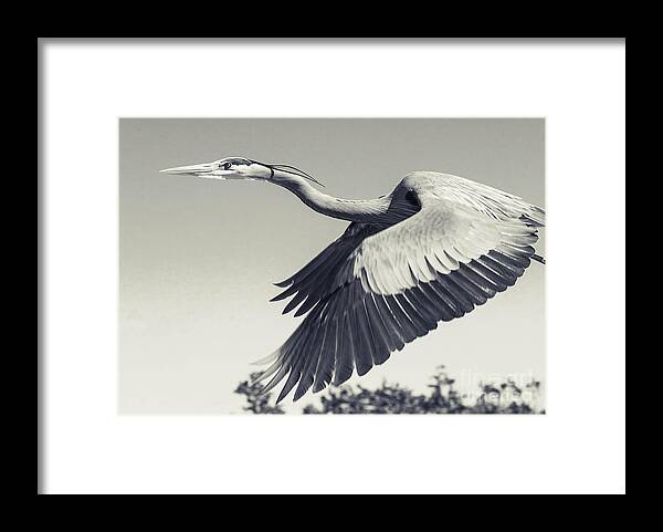 America Framed Print featuring the photograph Adult Great Blue Heron close up Flight by Stefano Senise