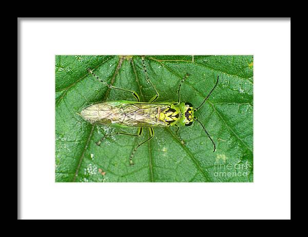 Rhogogaster Viridis Framed Print featuring the photograph Adult Sawfly by Dr Keith Wheeler/science Photo Library