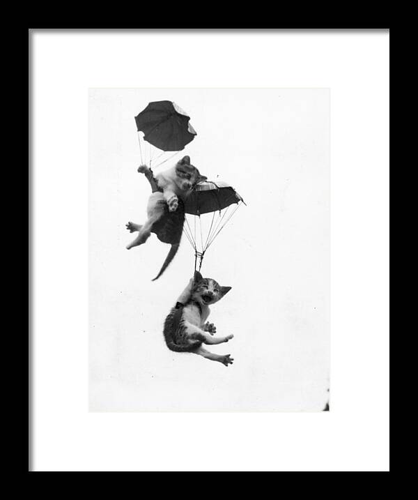 Parachuting Framed Print featuring the photograph Adventurous Cats by Pearl Hall