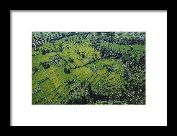 Oceania Framed Print featuring the photograph Aerial Of Rice Fields In Bali, Indonesia by Andrea Pistolesi