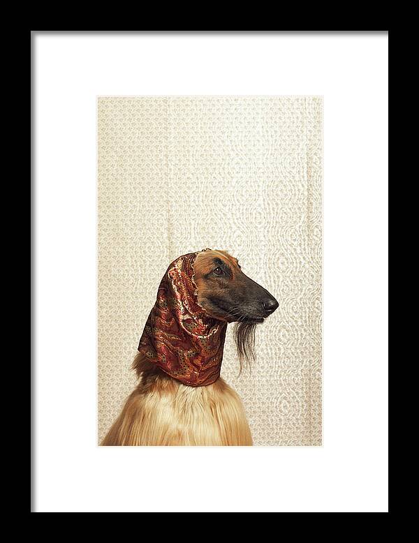 Pets Framed Print featuring the photograph Afghan Hound Wearing Scarf by Dtp