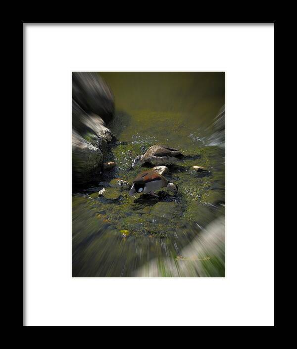 Animal Framed Print featuring the photograph Whistling Ducks by Richard Thomas
