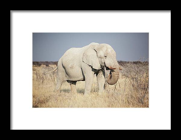 Dust Framed Print featuring the photograph African Elphant Eating by Bjarte Rettedal
