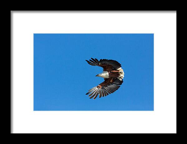 Lake Naivasha Framed Print featuring the photograph African Fish Eagle by 1001slide