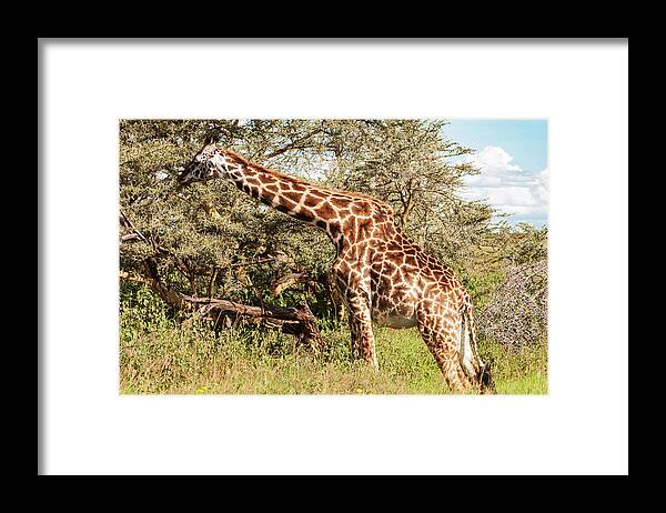 Africa Framed Print featuring the photograph African Giraffe Snacking - Serengeti Tanzania 5068 East Africa Safari Travel by Neptune - Amyn Nasser Photographer
