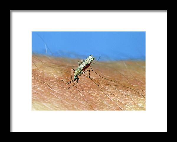 Adult Framed Print featuring the photograph African Malaria Vector Mosquito by Nigel Cattlin