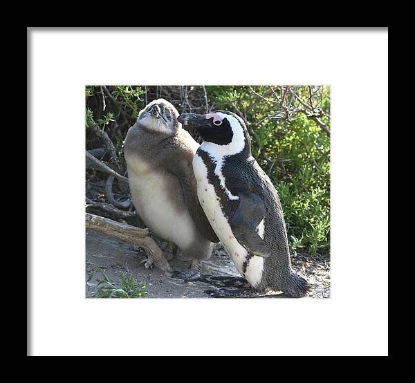 Penguin Framed Print featuring the photograph African Penguin with Chick by Ben Foster