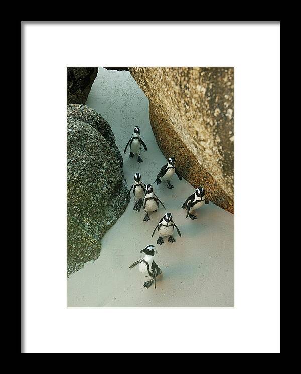 Marching Framed Print featuring the photograph African Penguins, South Africa by Kevin Schafer
