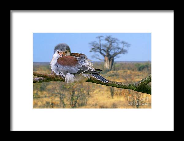 Pygmy Falcon Framed Print featuring the photograph African Pygmy Falcon by Arterra Picture Library