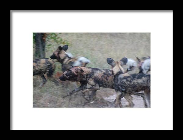 Lycaon Pictus Framed Print featuring the photograph African Wild Dogs Running by Mark Hunter
