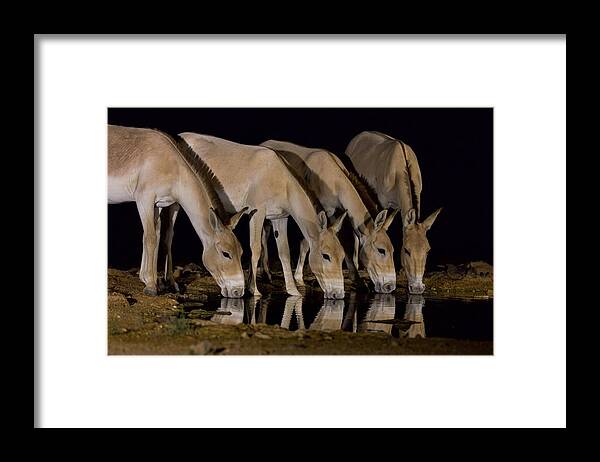 Framed Print featuring the photograph African Wild Donkeys by David Manusevich