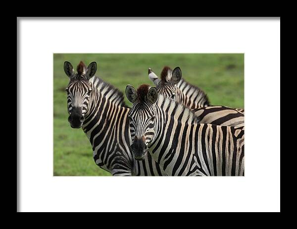 Animals Framed Print featuring the photograph African Zebras 074 by Bob Langrish