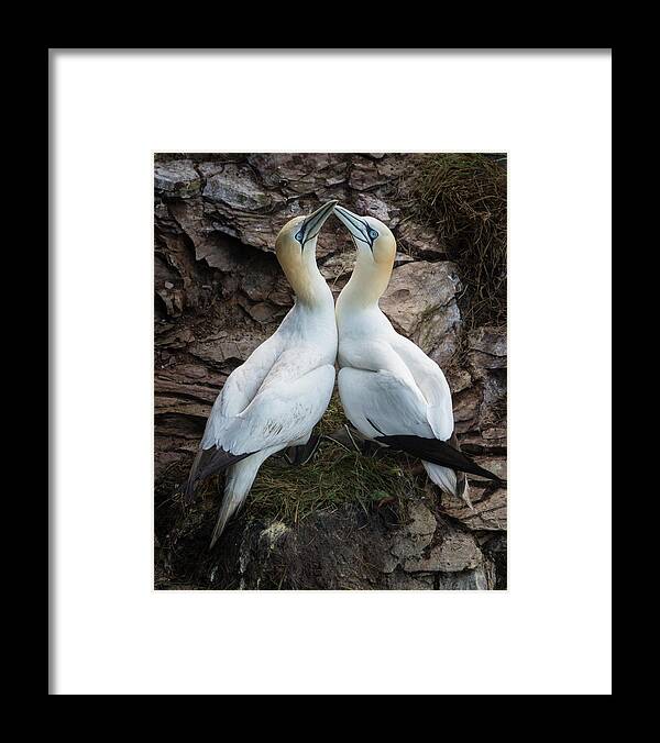 Gannet Framed Print featuring the photograph Afterplay by Greg Barsh