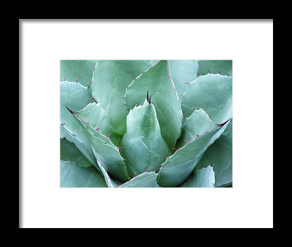 Agave Framed Print featuring the photograph Agave Agave Parrasana, Close-up by Liz Whitaker