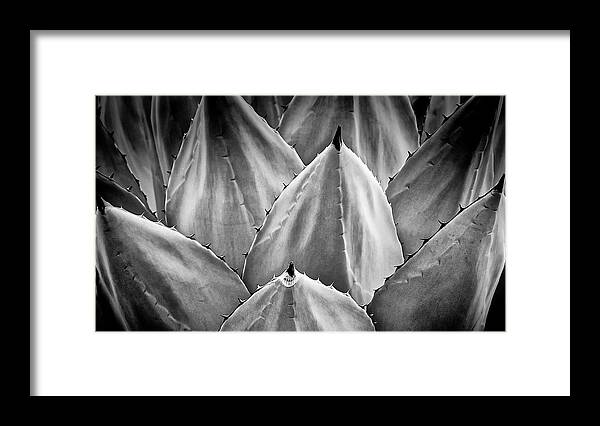 Agave Framed Print featuring the photograph Agave Design-black and white by Zayne Diamond
