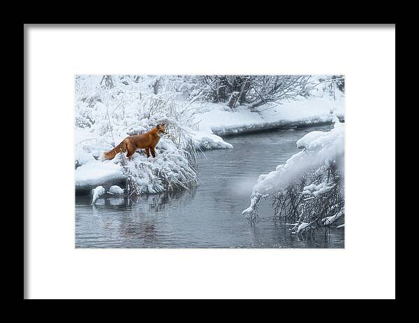 Creek Framed Print featuring the photograph Alaska Red Fox by Scott Slone