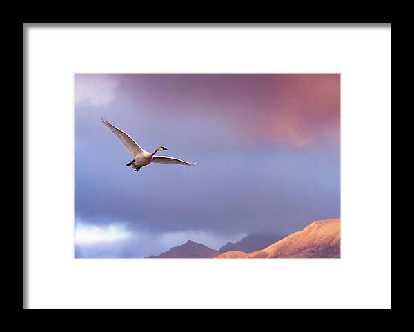 Alaska Framed Print featuring the photograph Trumpeter Swan in Flight by Scott Slone