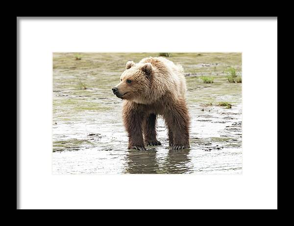 Bear Framed Print featuring the photograph Alaskan Brown Bear in the river by Mark Hunter