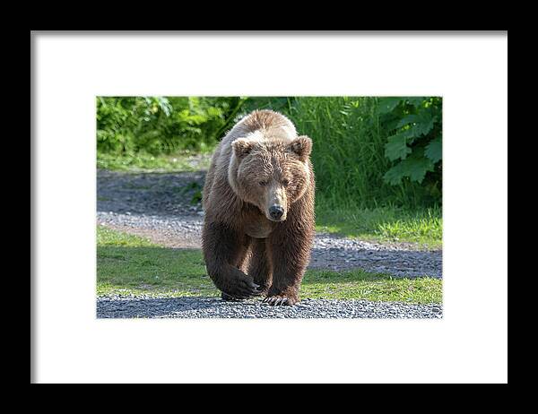 Bear Framed Print featuring the photograph Alaskan Brown Bear walking towards you by Mark Hunter