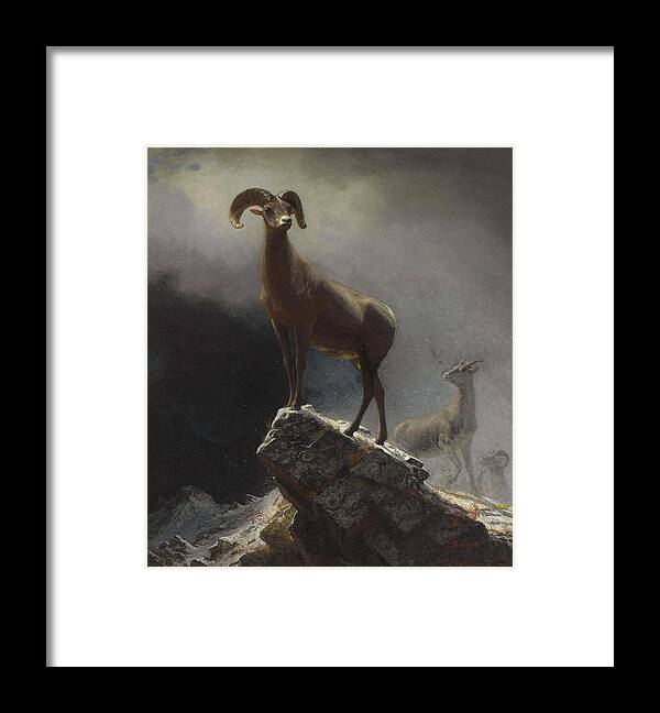 Sheep Framed Print featuring the painting Albert_Bierstadt_-_Rocky_Mountain_Sheep_or_Big_Horn,_Ovis,_Montana by Albert Bierstadt