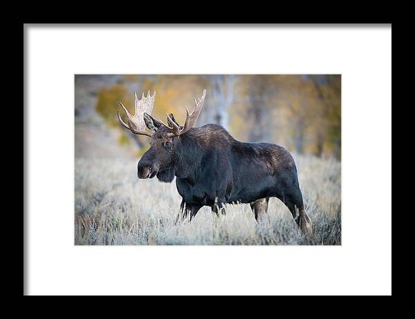 Alces Framed Print featuring the photograph Alces Alces Shirasi, Moose, Elk by Petr Simon