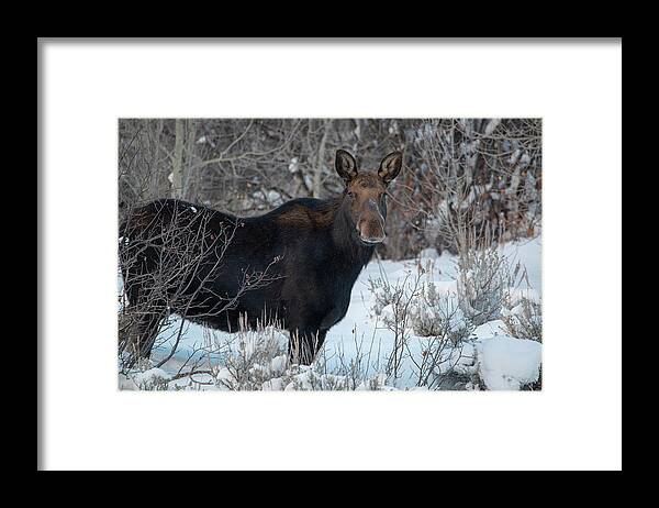 Alces Framed Print featuring the photograph Alces,cow,danita Delimont,ear,eye by Howie Garber