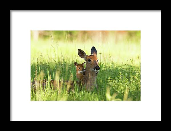 Grass Framed Print featuring the photograph Alert Doe And Fawn Hiding In The Grass by Jpecha