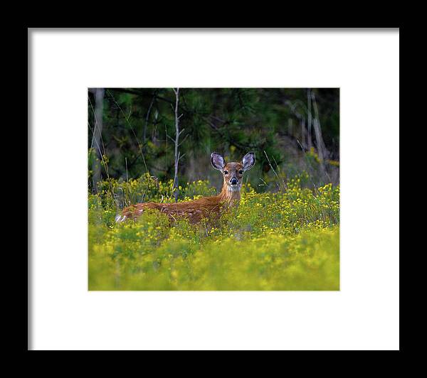 Wildlife Framed Print featuring the photograph Alert Fawn by Cathy Kovarik