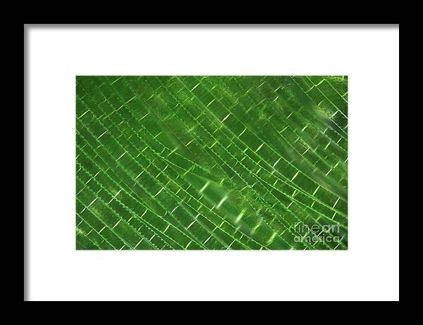 Plant Framed Print featuring the photograph Algal Strands by Karl Gaff / Science Photo Library