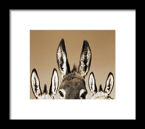 #faatoppicks Framed Print featuring the photograph All Ears, Sepia by Don Schimmel