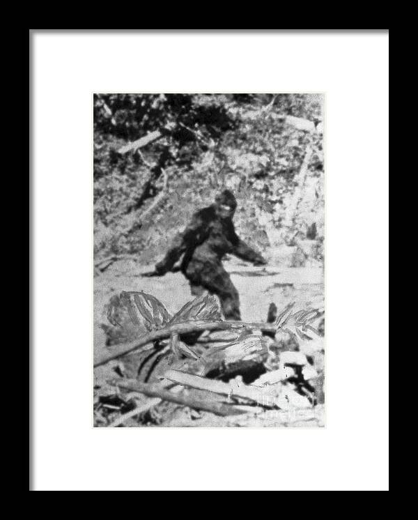 California Framed Print featuring the photograph Alleged Photo Of Bigfoot by Bettmann