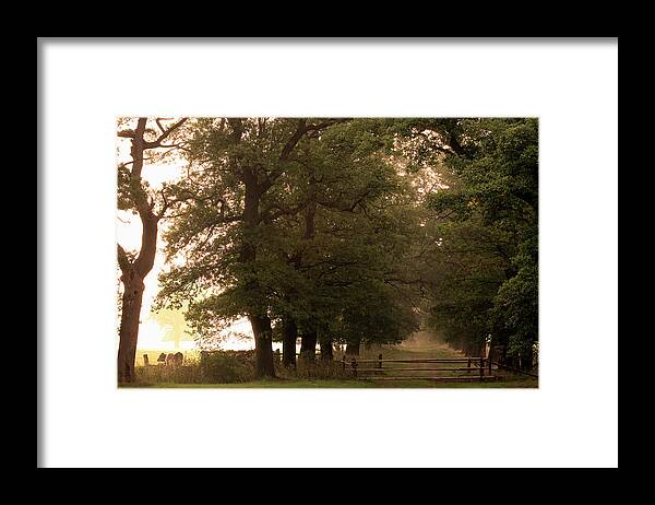 Ip_70196345 Framed Print featuring the photograph Alley Of Oak Trees, Reinhardswald, Beberbeck, Hofgeismar, Hesse, Germany by H.& D. Zielske