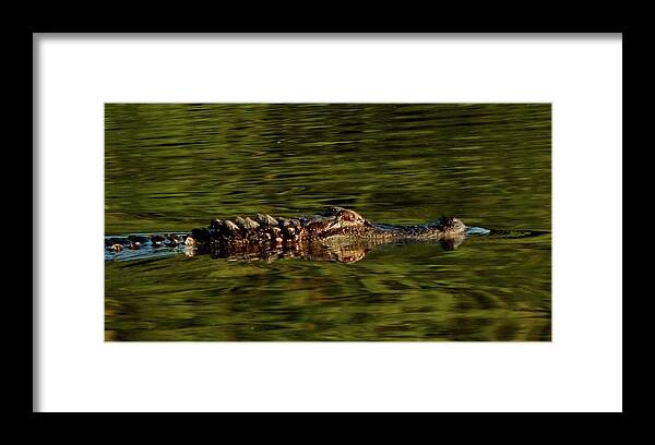 Animals Framed Print featuring the photograph Alligator by Karen Stansberry