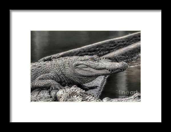 Wildlife Framed Print featuring the photograph Alligator Selective Color by Kathy Baccari
