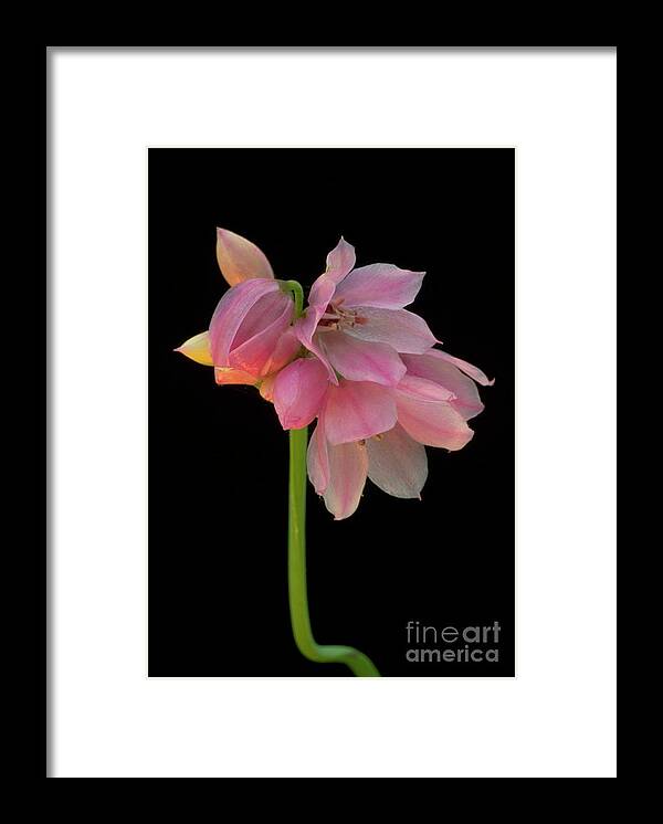 Flowers Framed Print featuring the photograph Allium Narcissiflorum. by Archie Young/science Photo Library