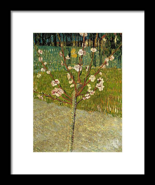 Oil Painting Framed Print featuring the drawing Almond Tree In Blossom, 1888. Artist by Heritage Images