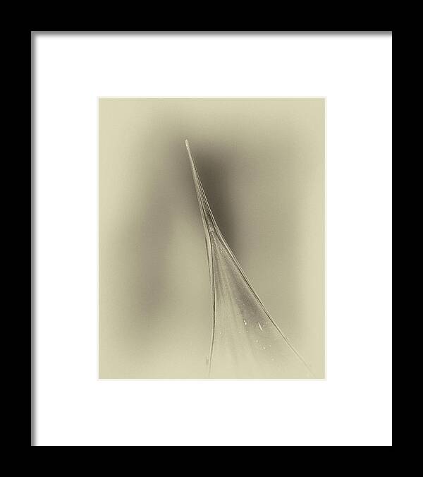 Aloe Framed Print featuring the photograph Aloe Abstract 4288-101418-3cr-antique by Tam Ryan