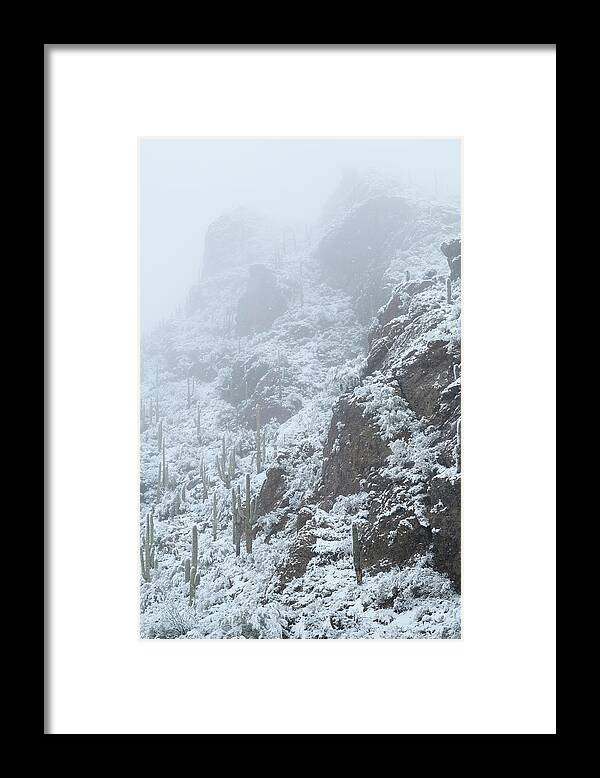 Landscape Framed Print featuring the photograph Alpine Cactus by James Covello