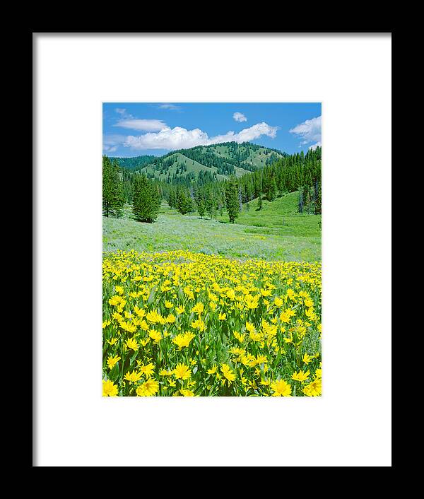 Scenics Framed Print featuring the photograph Alpine Meadow In Wyoming by Ron thomas