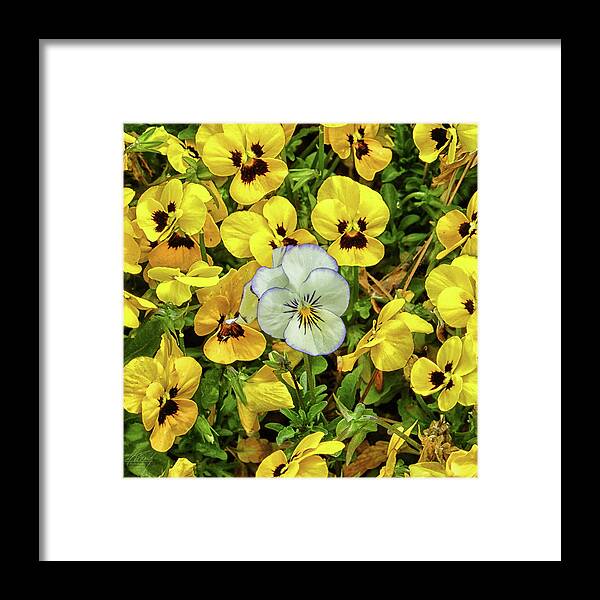 Yellow Pansies Framed Print featuring the photograph Always One in the Crowd by Michael Frank