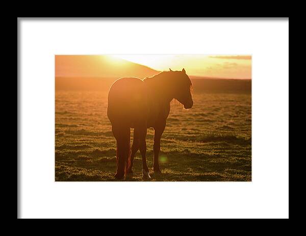 Wild Horse Framed Print featuring the photograph Always shining by Mary Hone