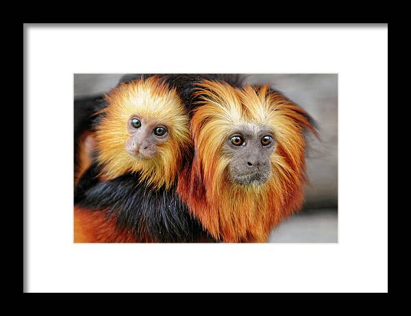 Animal Themes Framed Print featuring the photograph Always With Mom by Picture By Tambako The Jaguar