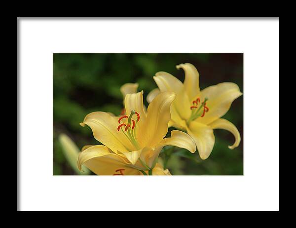 Jenny Rainbow Fine Art Photography Framed Print featuring the photograph Amazing Grace of Lilies - Vong 1 by Jenny Rainbow
