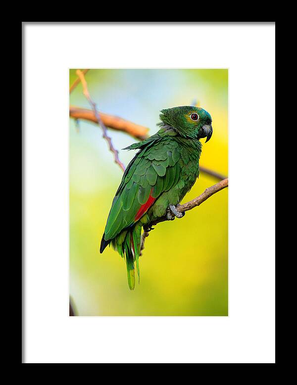 Animal Themes Framed Print featuring the photograph Amazon Parrot Amazona Sp. Pantanal by Art Wolfe