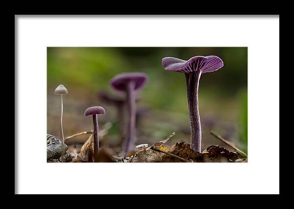 Nature Framed Print featuring the photograph Amephyst Deceiving. by Jerry Hughes