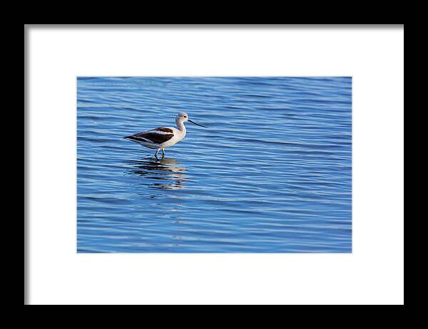 American Avocet Framed Print featuring the photograph American Avocet by Brian Knott Photography