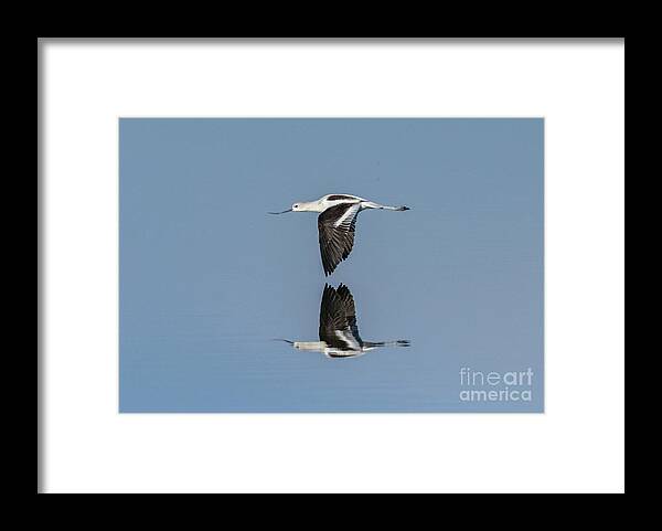 America Framed Print featuring the photograph American Avocet In Flight Over Calm Coastal Lagoon by Bob Gibbons/science Photo Library
