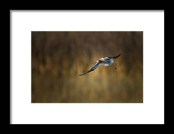 Bird Framed Print featuring the photograph American Avocet by Phillip Chang
