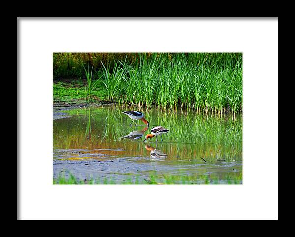 American Avocets Framed Print featuring the photograph American Avocets by Anthony Jones